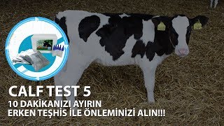 CALF TEST 5 - 10 dakikada Buzağı İshal Teşhis Kiti