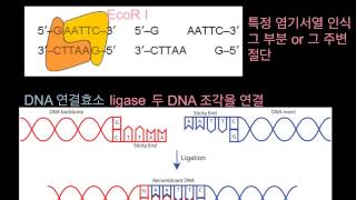 분자생물학 1