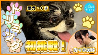 【大苦戦】佐々木美玲が愛犬のトリミングに初挑戦してみた！