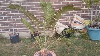 Cycad update. September 25th