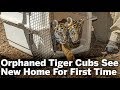 Orphaned Tiger Cubs Update at San Diego Zoo | San Diego Union-Tribune