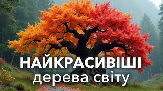 Найкрасивіші дерева світу.