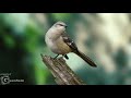 northern mockingbird bird sound bird song bird call bird calling chirps