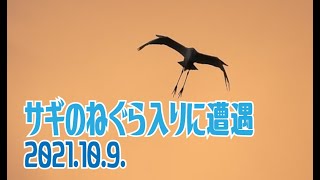 サギのねぐら入りに遭遇　2021.10.9.