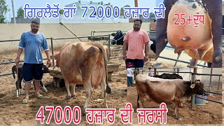 47000 ਹਜ਼ਾਰ ਦੀ ਜਰਸੀ ਗਾਂ ਖ਼ਰੀਦੋ 72000 ਹਜ਼ਾਰ ਦੀ ਗਿਰਲੈਡੋ ਗਾਂ ਵਿਕਾਊ 9530801956