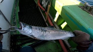 【Fishing】津軽海峡サクラマスジギング!