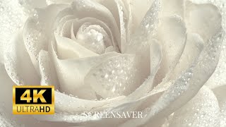 Rose Photography: Wallpaper Slideshow/Screensaver In 4K Ultra HD | No Music | Vibrant Colours