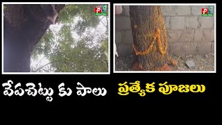 వేపచెట్టు కు పాలు |  వేప చెట్టు కు ప్రత్యేక పూజలు | Neem tree milk |  Special worship to neem tree