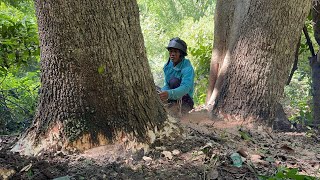 Cut down 3 trees quickly || Stihl ms881 chainsaw.