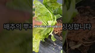 배추 잎이 얼어 부서지네요, 꽁꽁언 배추도 뿌리는 싱싱합니다 봐 보세요 #배추재배