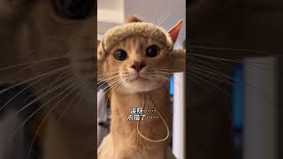 坏猫 阿比西尼亚猫 萌宠出道计划 记录猫咪日常 坏猫 镜头反转