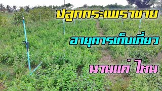 ปลูกกระเพราขาย อายุการเก็บเกี่ยวนานแค่ไหน ต่อการปลูก1ครั้ง