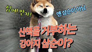 산책을 거부하는 진돗개 삼순이 #우리개연구소 #산책교육 #진돗개