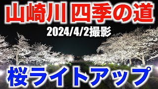 山崎川 四季の道 桜ライトアップ 2024/4/2（火）編 満開の夜桜です Yamazaki River Cherry Blossom in full bloom Light-up