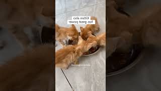 Funny Moments #funnycat #catlover #funny #cat #cats #pets #funnypets