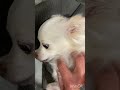 犬のあくび３連発