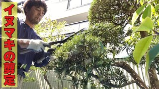 見れば分かる！【イヌマキの剪定】刈り込み剪定の一部始終🌳