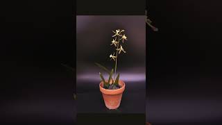 Encyclia alata