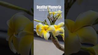 Plumeria, 학교 뒷산에서 부러진 나뭇가지를 사져와 화분에 심으니 플루메리아가 많이 피어났어요