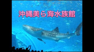 【癒し】沖縄美ら海水族館 - 巨大アクリルパネルで一望する黒潮の魚たちの世界 ジンベエザメ ナンヨウマンタ サメ エイ