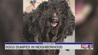 Good Samaritans rescue 9 poodle mixes abandoned in Burlington