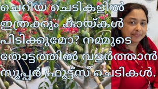 ചെറിയ ചെടികളിൽ ഇത്രക്കും കായ്കൾ പിടിക്കുമോ? നമ്മുടെ തോട്ടത്തിൽ വളർത്താൻ സൂപ്പർ ഫ്രൂട്ട്സ് ചെടികൾ.