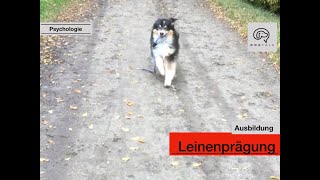 Daily Dogtalking - Die Hundeleine - Warum Dein Hund sie lieben sollte!