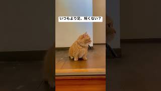 いつもより足が短いきび #cattv #japanesecat catcat #ねこ動画 #マンチカン #munchkin