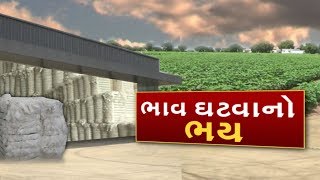 Surendranagar: ભારત સાથે વ્યાપારિક સંબંધો કાપી નાખ્યા બાદ Pakistan હવે કપાસની ખરીદી નહીં કરે | VTV