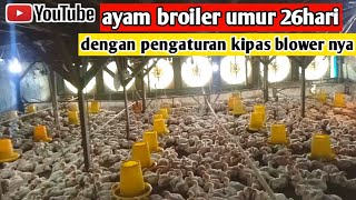 pengaturan kipas blower ayam broiler umur 26 hari