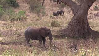 3 Elephants In South Africa