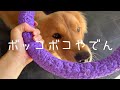 【耐久性必須！】壊れにくい大型犬のおもちゃのご紹介！有名ブランドから無名まで【知育玩具】