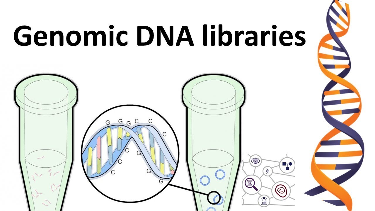 Genomic DNA Library - YouTube