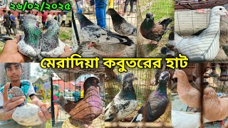 ২৬/০২/২০২৫ মেরাদিয়া কবুতরের হাট | মেরাদিয়া কবুতরের বাজার ২০২৫| Meradiya kobutor hat 2025 |pigeon hat