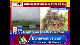 Vijayapura:ವಿಜಯಪುರದಲ್ಲಿ ಬೆಂಬಿಡದೆ ಸುರಿಯುತ್ತಿರೋ ಮಹಾಮಳೆಗೆ ಶೇಂಗಾ ಬೆಳೆ ನಾಶವಾಗಿದೆ!