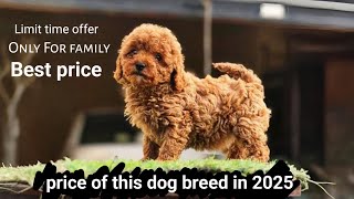 अब हुआ आसान इस ब्रीड को खरीदना 🔥 | 2025 का सबसे बेस्ट प्राइस | Maltipoo for sale