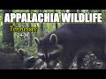 Appalachia Wildlife Video 24-36 of AS THE RIDGE TURNS in the Foothills of the Great Smoky Mountains