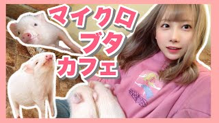 まさにブタちゃん天国🐷【マイクロブタカフェ】