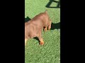 doberman puppies play fight for alpha