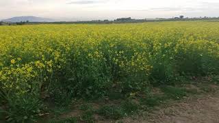 NATURAL BEAUTY OF SIRIKOT PAKHTOONKHWAH PAKISTAN