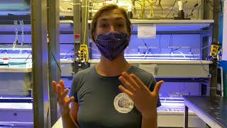 Coral Reef Futures Lab outreach video with Liv Williamson, Ph.D. Student