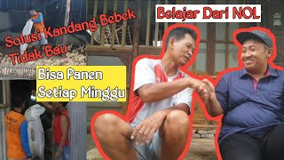 Berternak Bebek Ditempat Padat Pemukiman | Belajar Berwirausaha Bidang Peternakan #ternak #bebek