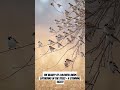 the beauty of colorful birds gathering in the trees – a stunning sight shorts short youtubeshorts