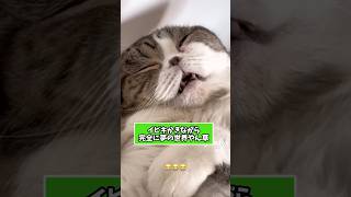 ネコさんの動画見て笑ったら寝ろwwwww