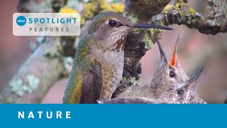 Spotlight Features: Nature - Preview