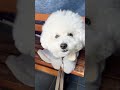 ドッグランにはやく行きたい！🐶可愛い声で訴えるビションフリーゼ bichonfrise ビションフリーゼ ショート動画