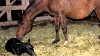 Arabian Foal Birth (optimized for mobile)