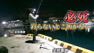 【エギング】厳しい状況くら一転！自給自足釣行！初釣りはエギングっしょ！