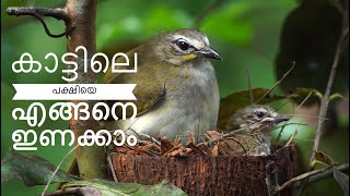 കാട്ടിലെ പക്ഷിയെ എങ്ങനെ ഇണക്കാം 🕊