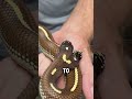 Raising a TWO HEADED SNAKE is Easier Than You Think!